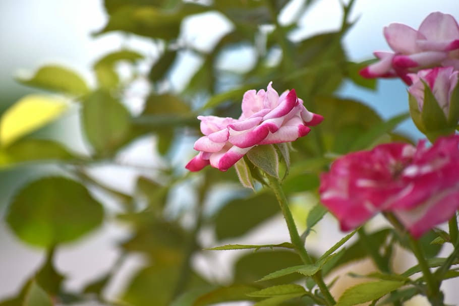 rose, flower, nature, flowering plant, beauty in nature, fragility HD wallpaper