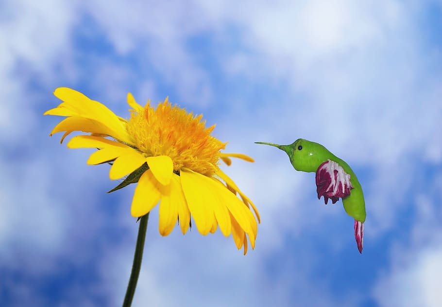 photo of sunflower, hummingbird, eat, food, blossom, bloom, sky, HD wallpaper