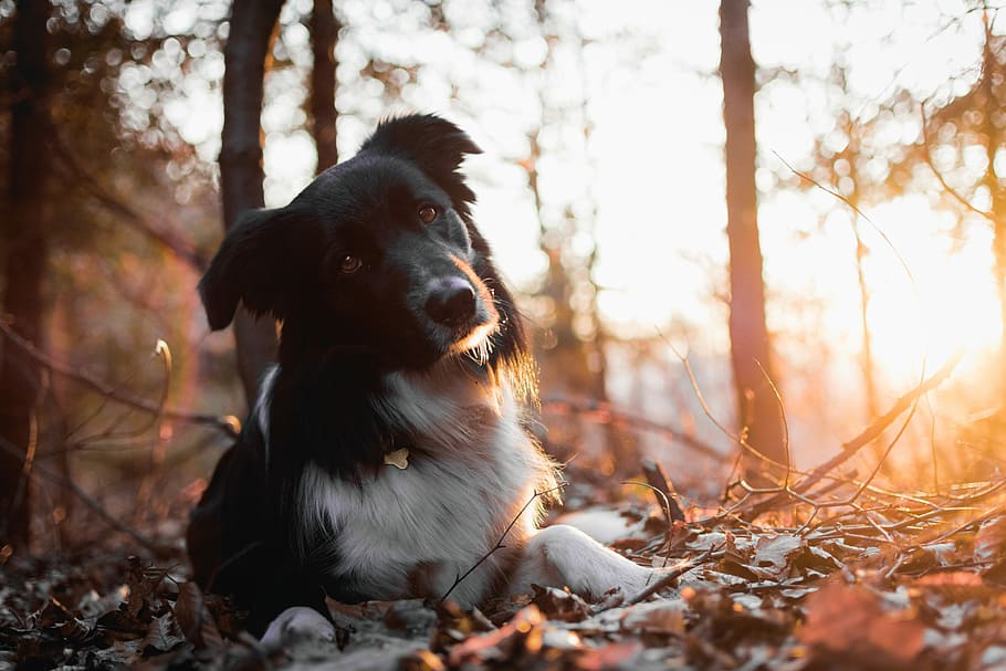 white and black dog lying on ground under trees, adult white and black border collie lying on dried leaves near trees HD wallpaper