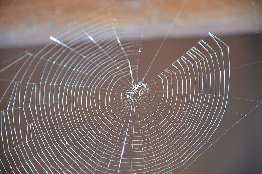 spider, web, nature, spider web, pattern, close-up, no people HD wallpaper