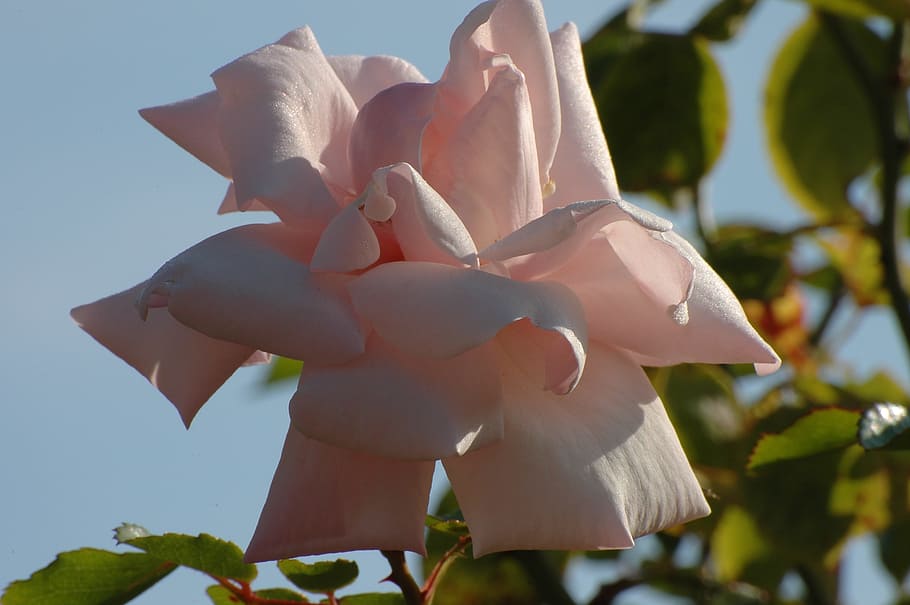 rose, white, blossom, bloom, white rose, flower, nature, wedding HD wallpaper