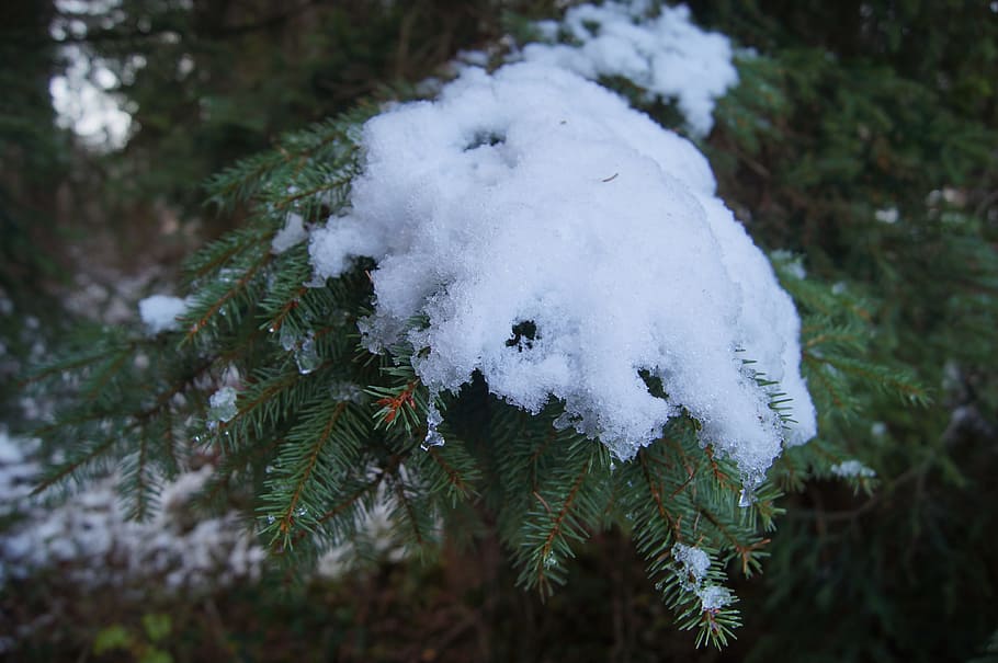 winter, snow, fir, cold, wintry, iced, frozen, cold temperature HD wallpaper