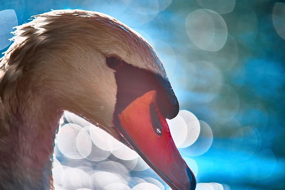 swan, waters, swim, wet, animal themes, one animal, vertebrate HD wallpaper
