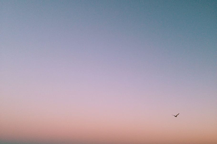 bird flying over the horizon, sunset, sky, purple, copy space HD wallpaper