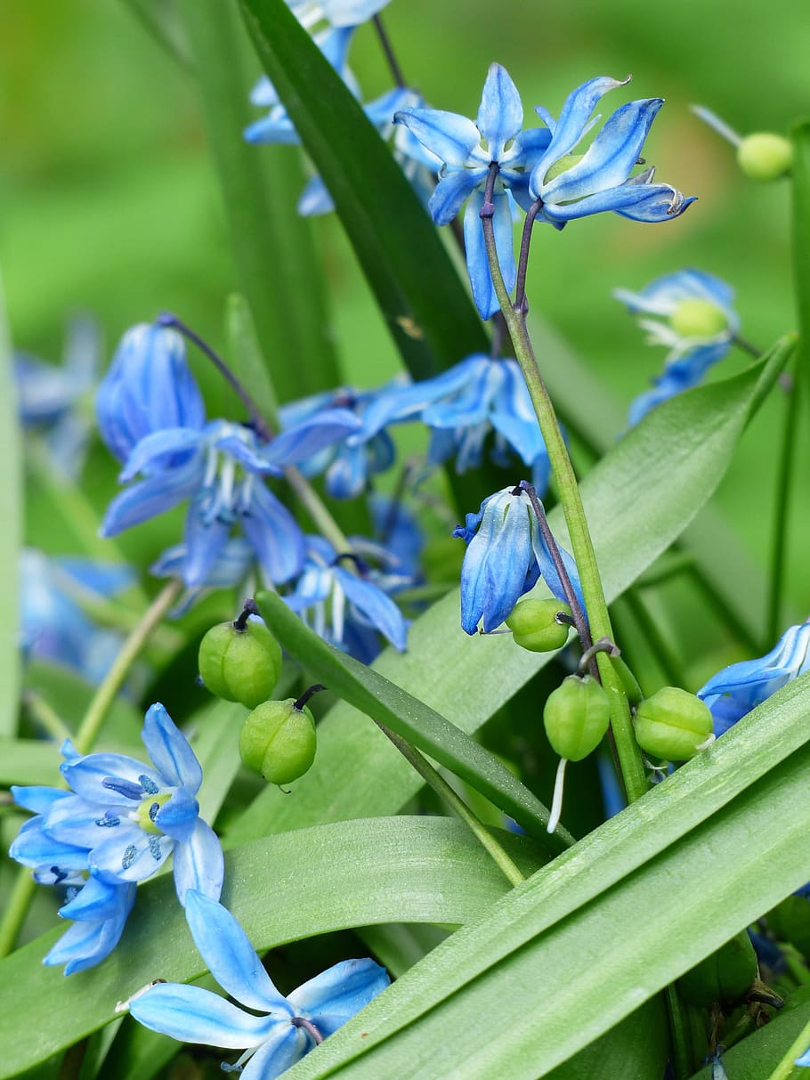 Scilla hyacinthoides hispanica 1080P, 2K, 4K, 5K HD wallpapers free