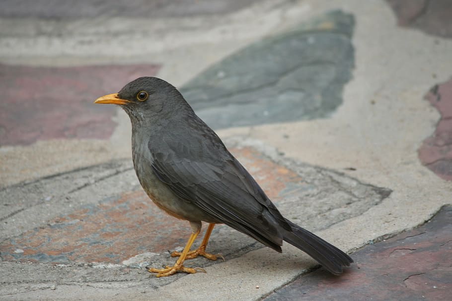 animal, bird, olive thrush, animal themes, vertebrate, one animal HD wallpaper
