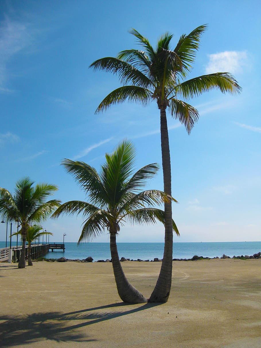 Palm, Tree, Sunny, Palm Tree, Tropical, ocean, summer, travel HD wallpaper