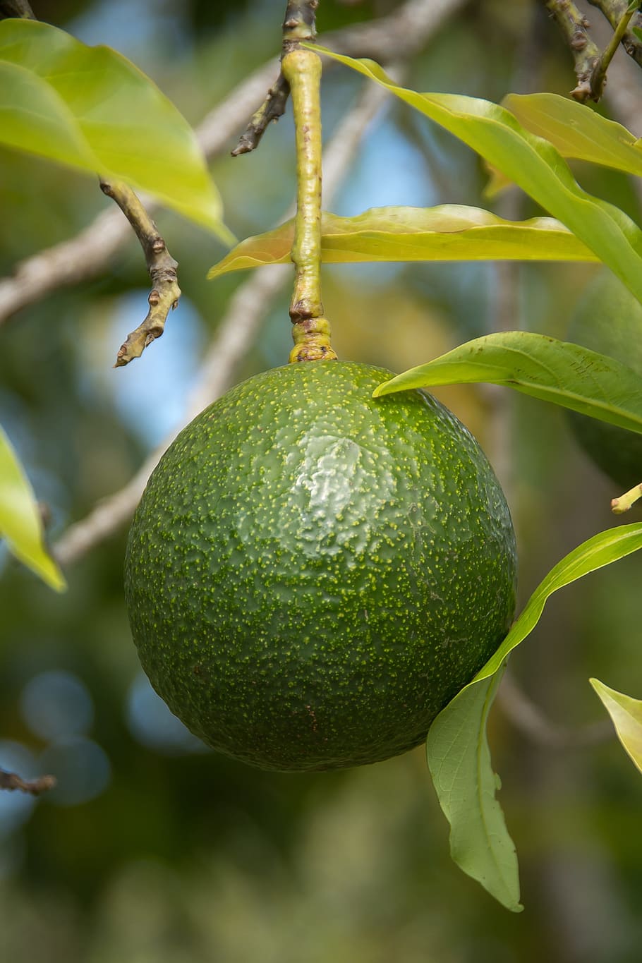 reed avocado, round, health, fruit, green, growing, leaf, tree