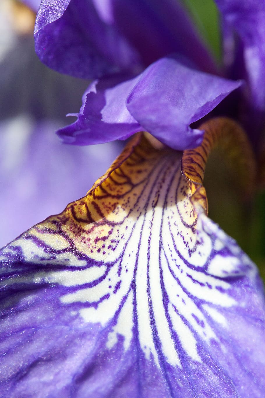 iris, iris pseudacorus, purple iris, plant, iridaceae, flower HD wallpaper