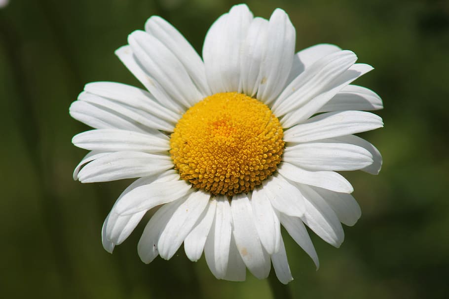 Daisy, Flower, Spring, Nature, summer, close-up, fragility HD wallpaper
