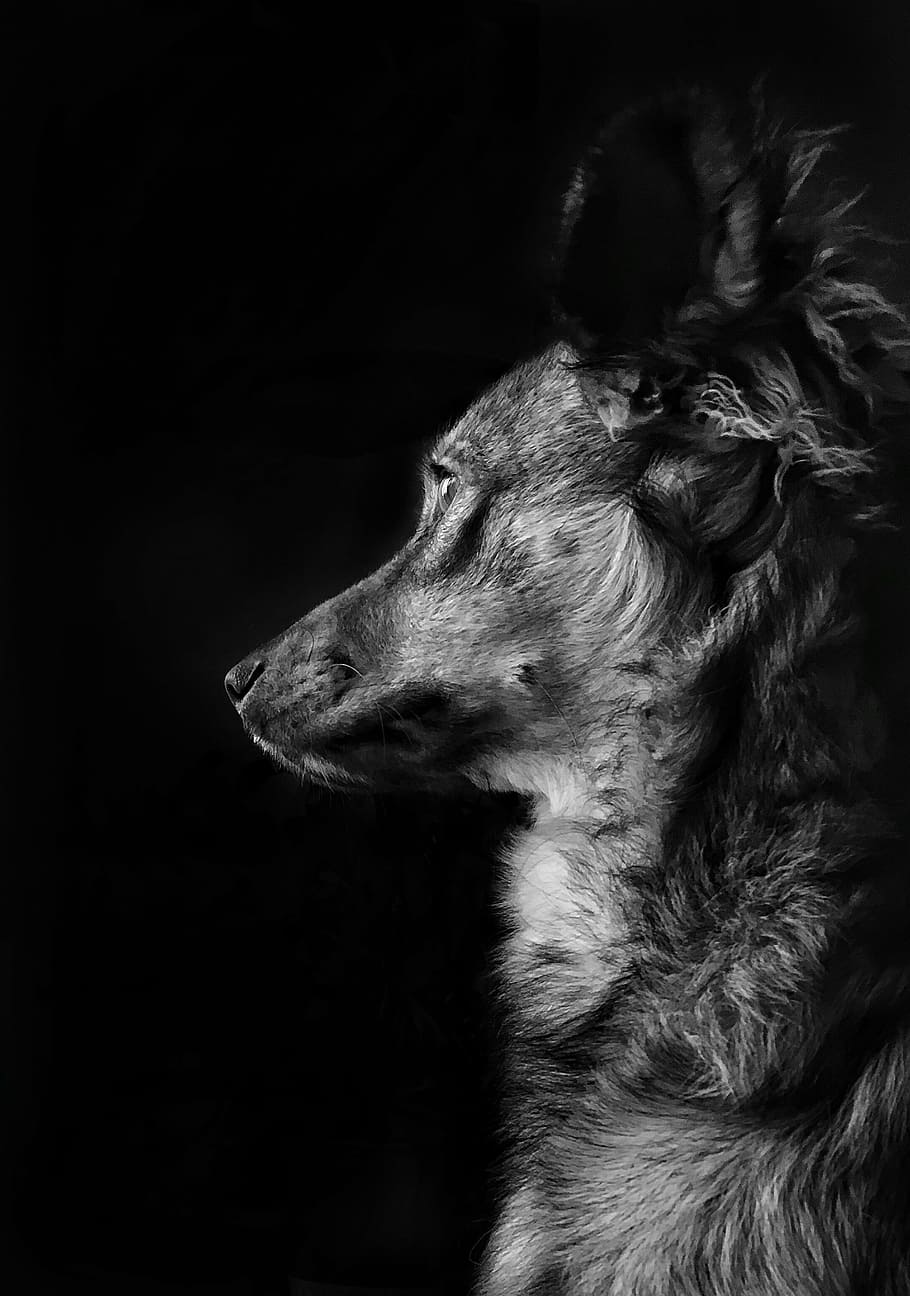 dog, animal, one animal, canine, animal themes, mammal, domestic animals HD wallpaper