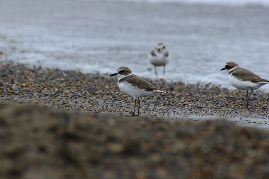 animal, sea, beach, wave, wild birds, little bird, the department of HD wallpaper
