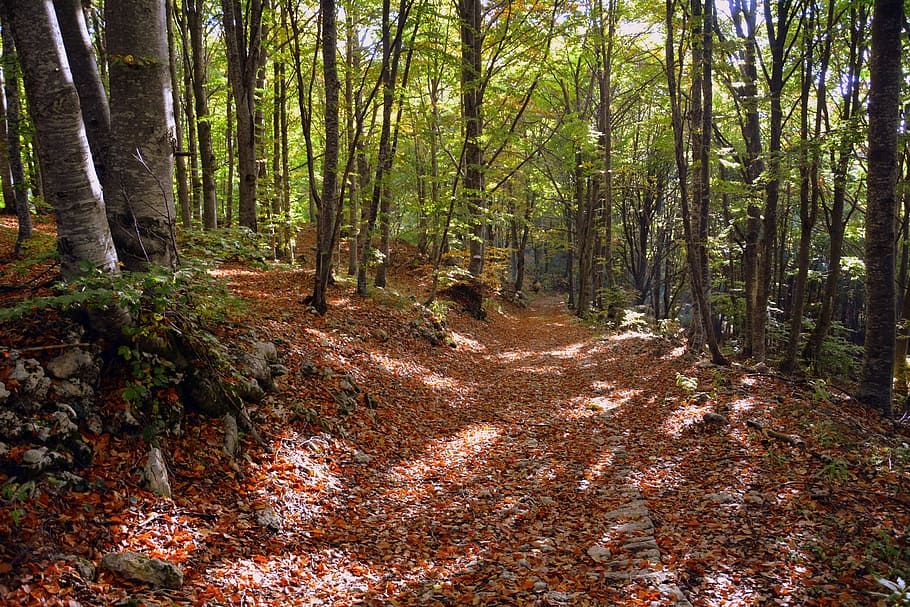 excursion, forest, autumn, trail, mountain, the european path HD wallpaper