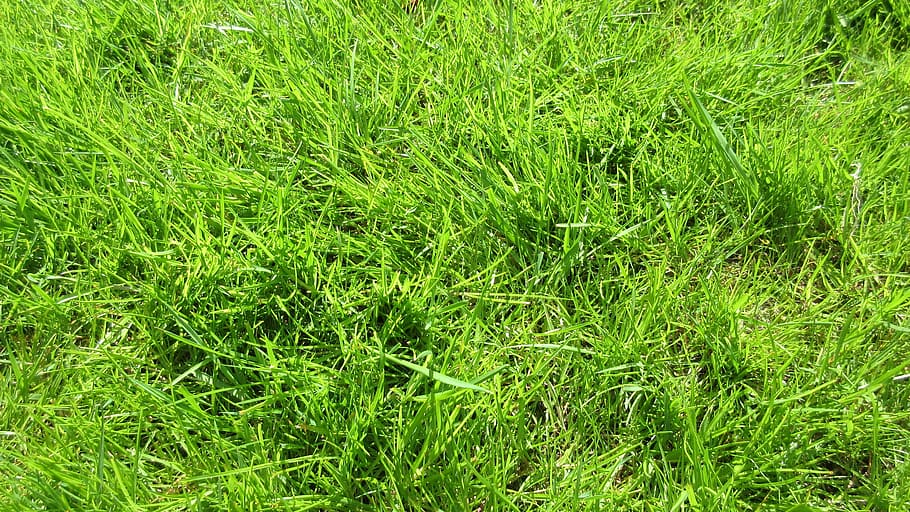 grass, green, nature, spring, backgrounds, full frame, green color HD wallpaper