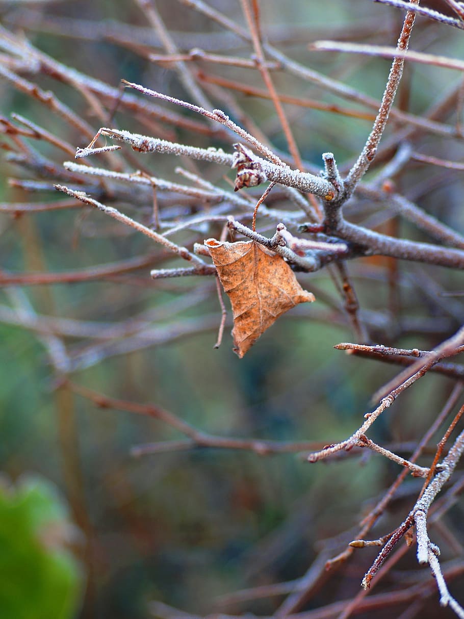 Winter, Leaf, Nature, Cold, Fall, autumn, wooden, outdoor, hedge HD wallpaper