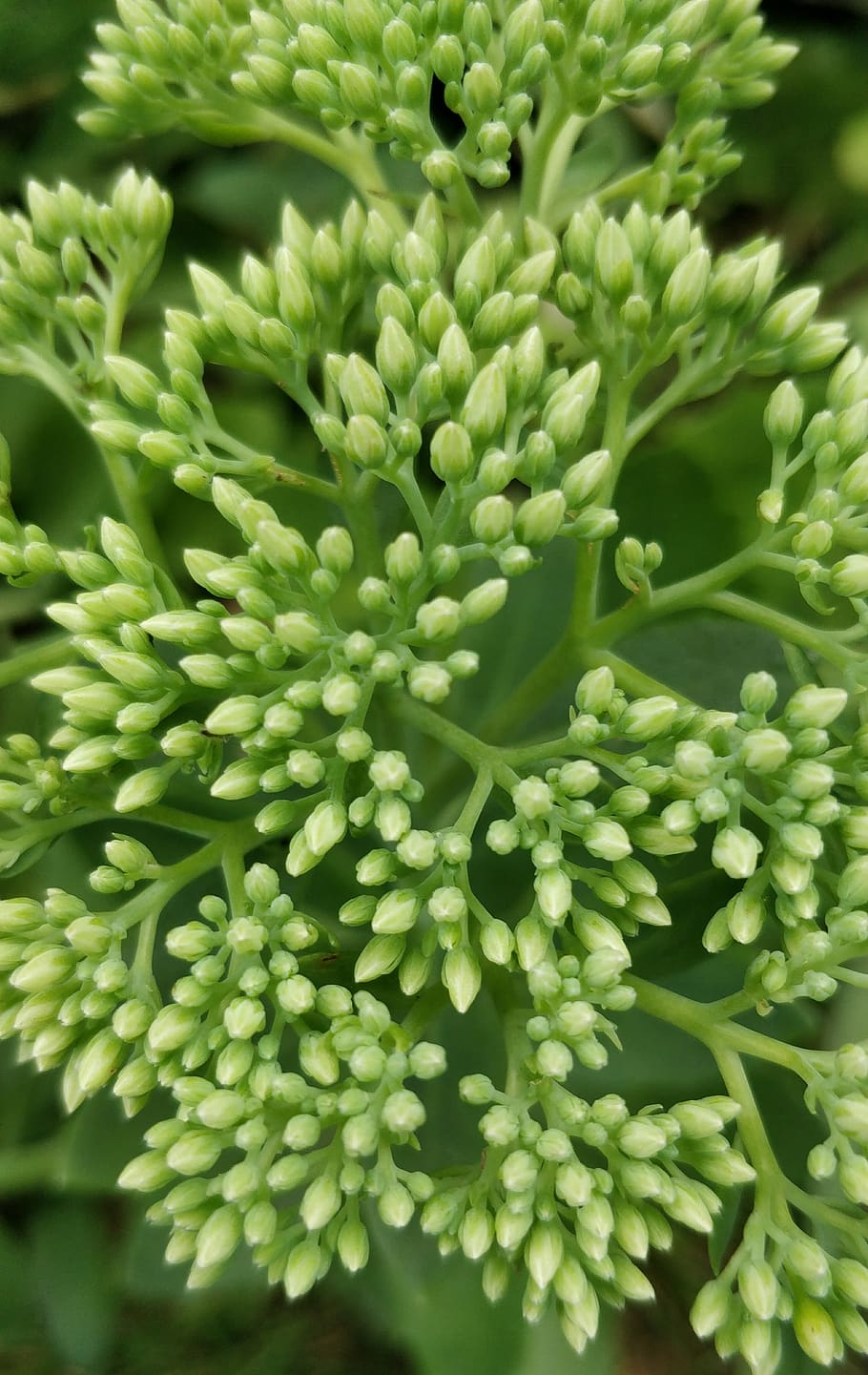 blossoms, tiny, green, green color, growth, plant, close-up HD wallpaper