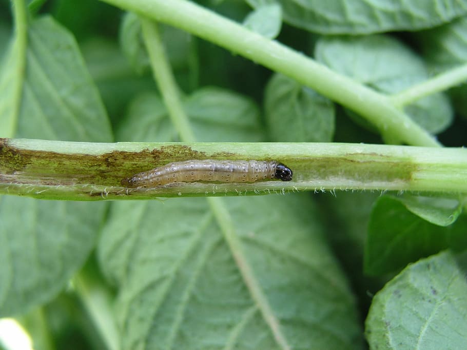potato, insect, corn borer, pest, green color, close-up, leaf HD wallpaper