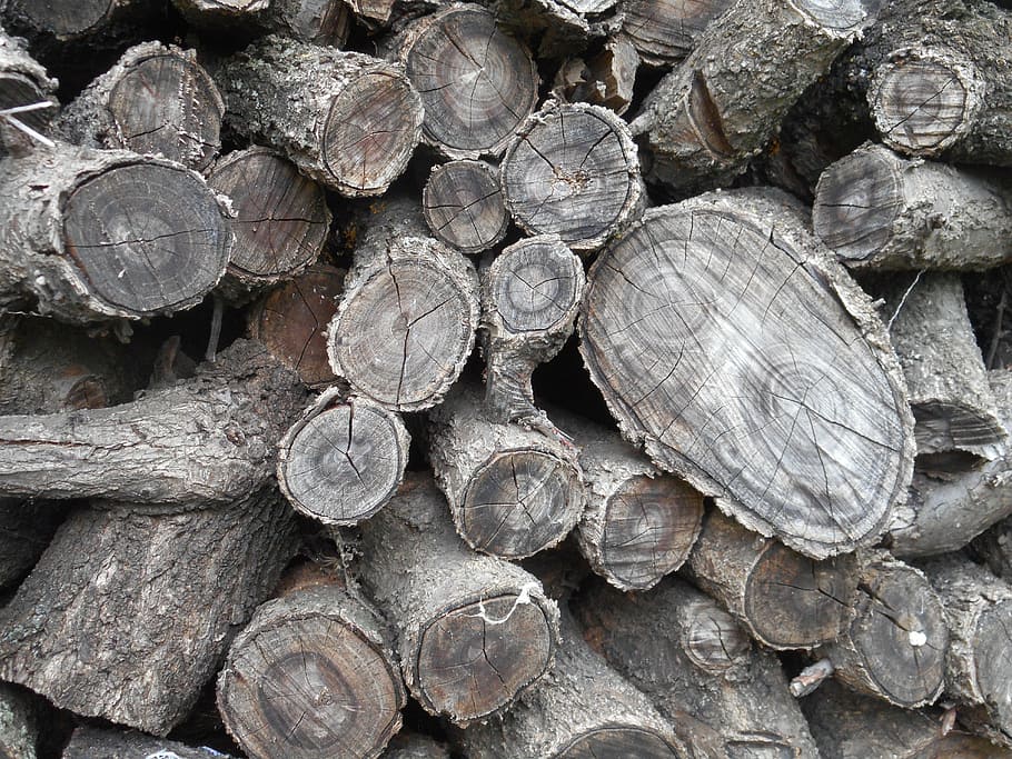 tree, logs, texture, background, timber, firewood, full frame HD wallpaper
