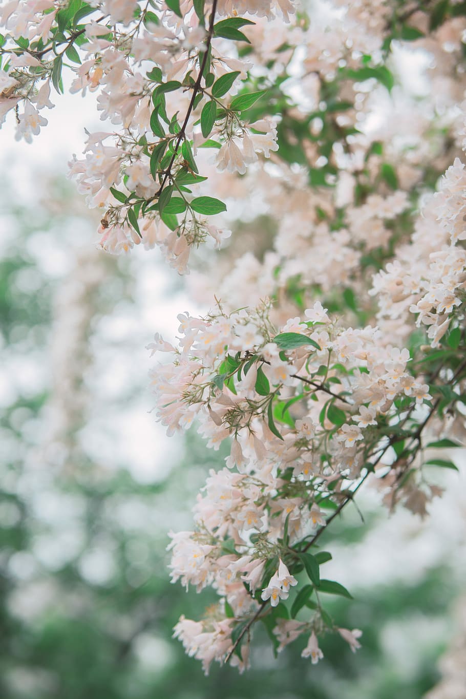 focus photography of pink flowers, focus photo of white petaled flowers HD wallpaper