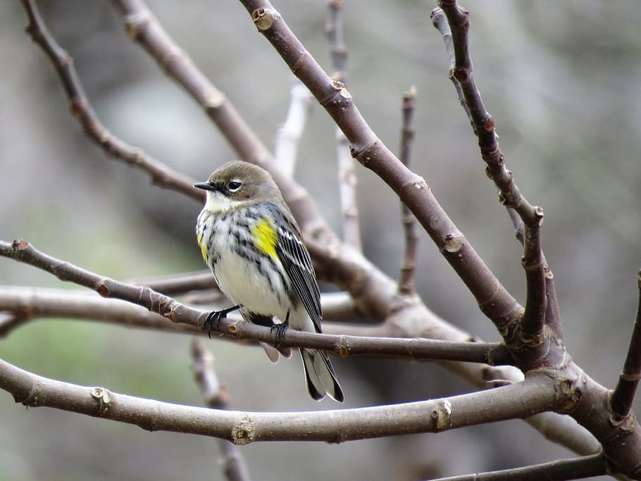 bird, nature, outdoors, tree, wildlife, animal themes, animal wildlife HD wallpaper