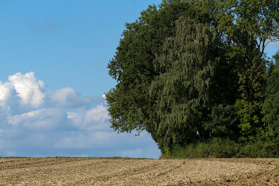 tree, clouds, nature, blue, landscapes, sky, dog head, plant HD wallpaper