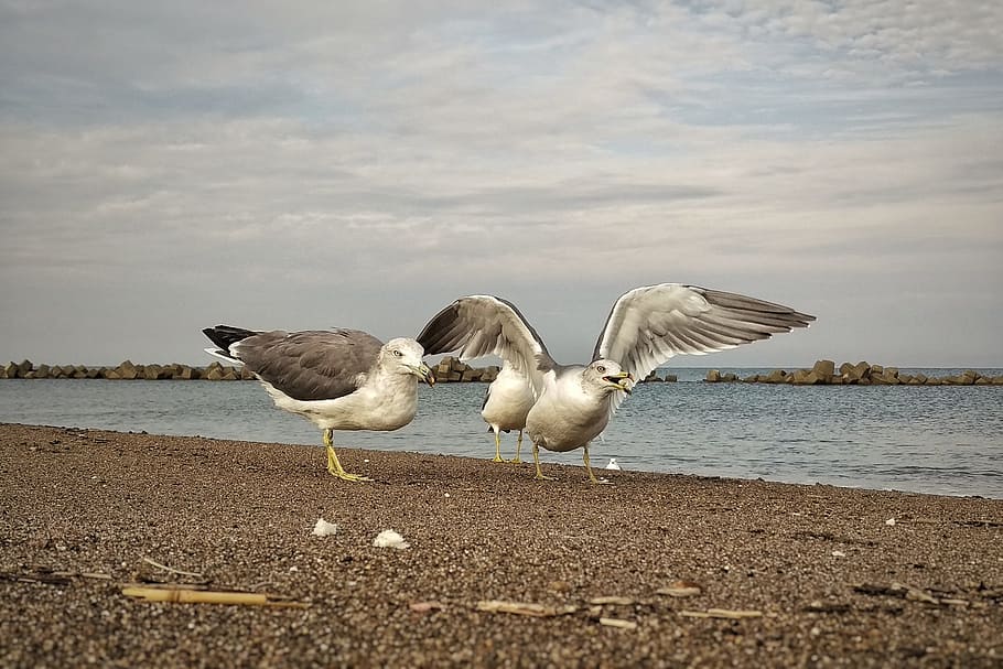 Morning, Breakfast, Cloud, Sea, sky, beach, seagull, seabird HD wallpaper
