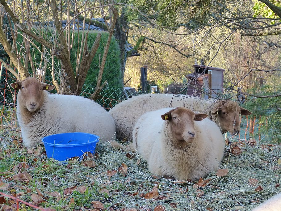 sheep, flock, pasture, meadow, grass, animals, wool, flock of sheep HD wallpaper