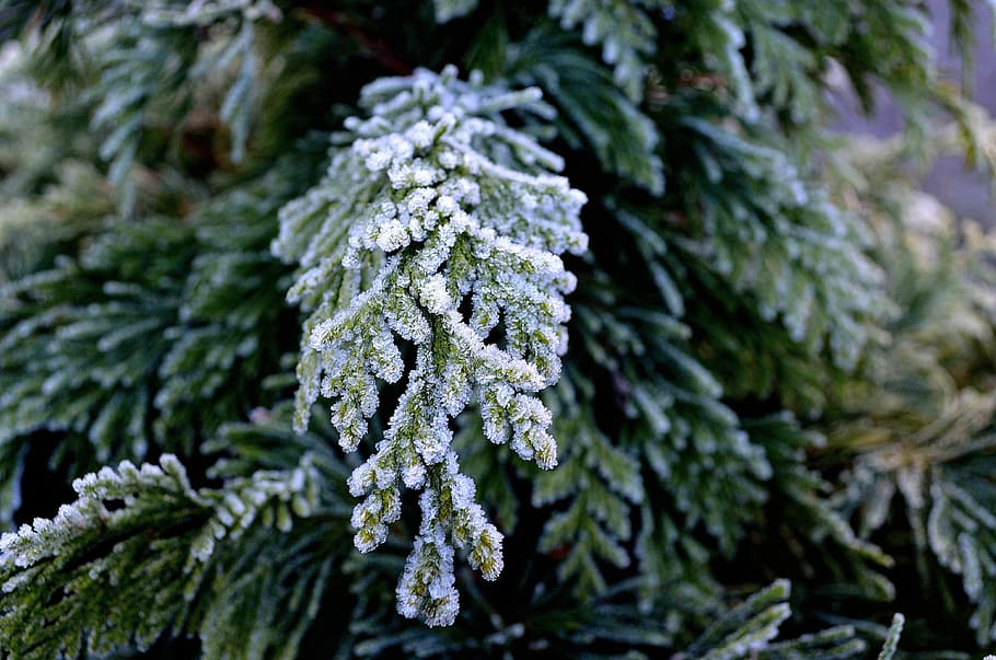 Twig, Winter, Season, Macro, Background, nature, tree, frost HD wallpaper