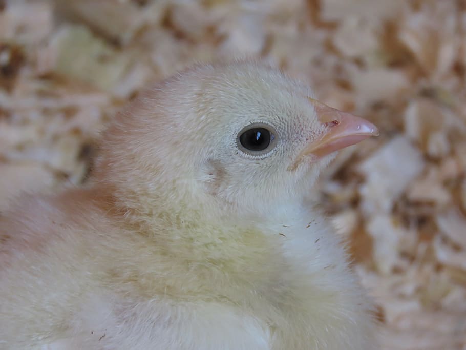 chick, chicken, farm, bird, young, animal, fluffy, beak, small HD wallpaper