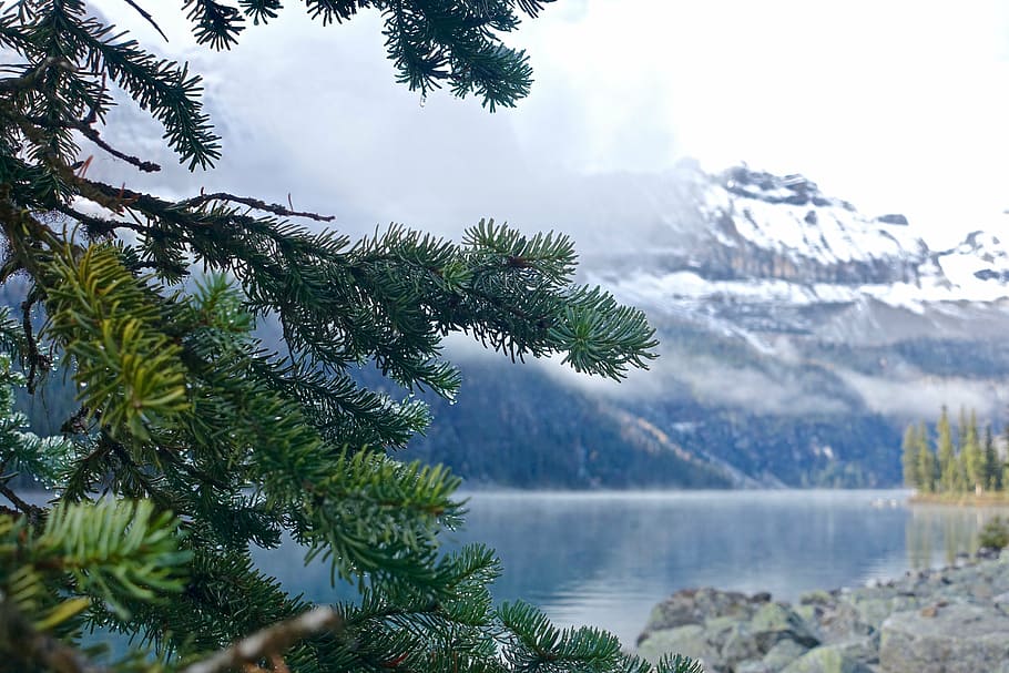 selective focus photography of pine tree, branch, dew, lake HD wallpaper