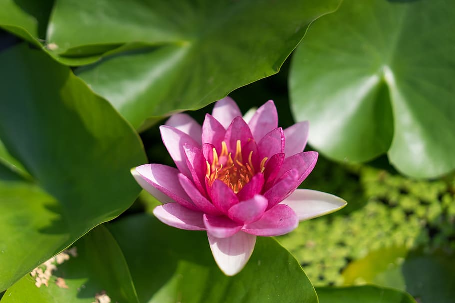 lotus, pond, flower, flowering plant, leaf, freshness, plant part HD wallpaper