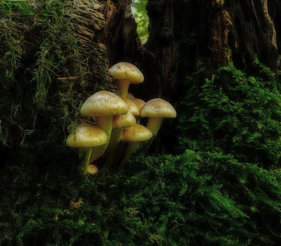 mushroom, mushroom colony, wood, rac, nature, autumn, moss, HD wallpaper