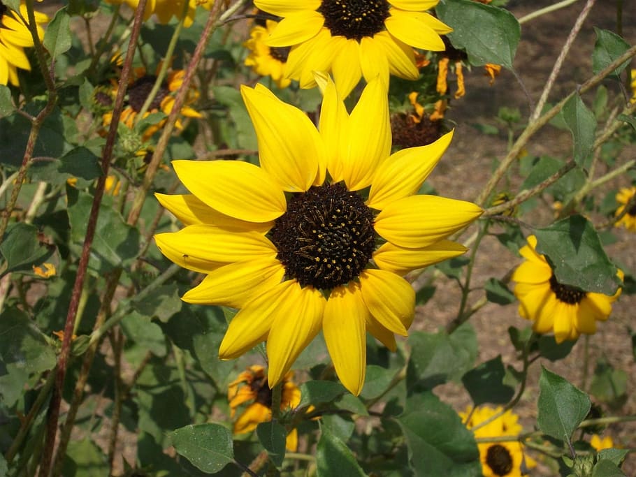 flower, yellow, macro, nature, floral, blossom, garden, botany HD wallpaper