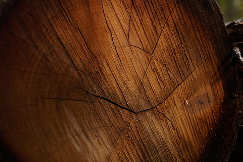 Wood, Brown, Log, Pattern, Stubs, Forest, stump, plant, nature HD wallpaper