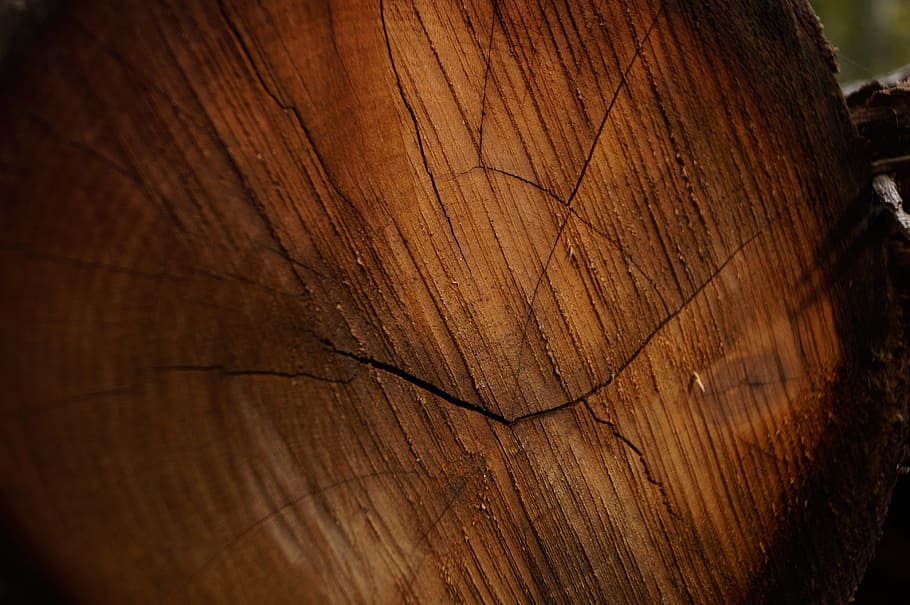 Wood, Brown, Log, Pattern, Stubs, Forest, stump, plant, nature HD wallpaper