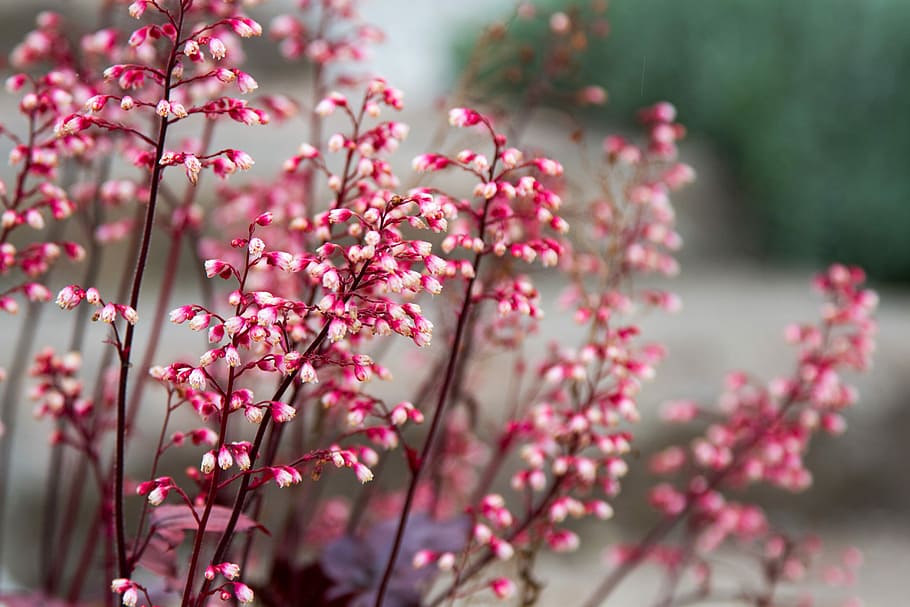 Spring, Flowers, White, pink, pink color, growth, beauty in nature HD wallpaper