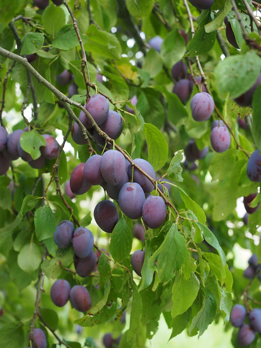 plums, plum tree, fruit, food, blue, healthy, violet, purple HD wallpaper