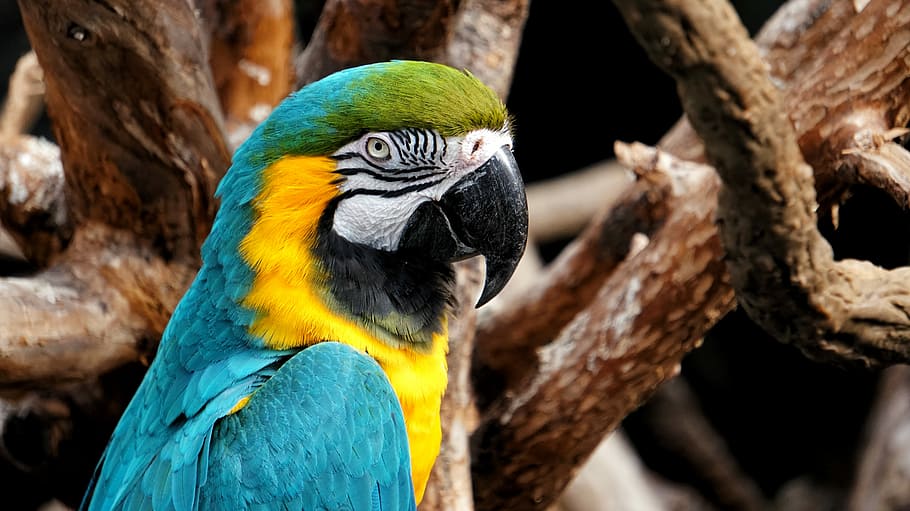 selective focus photo of yellow-and-blue macaw, yellow-and-blue macaw HD wallpaper