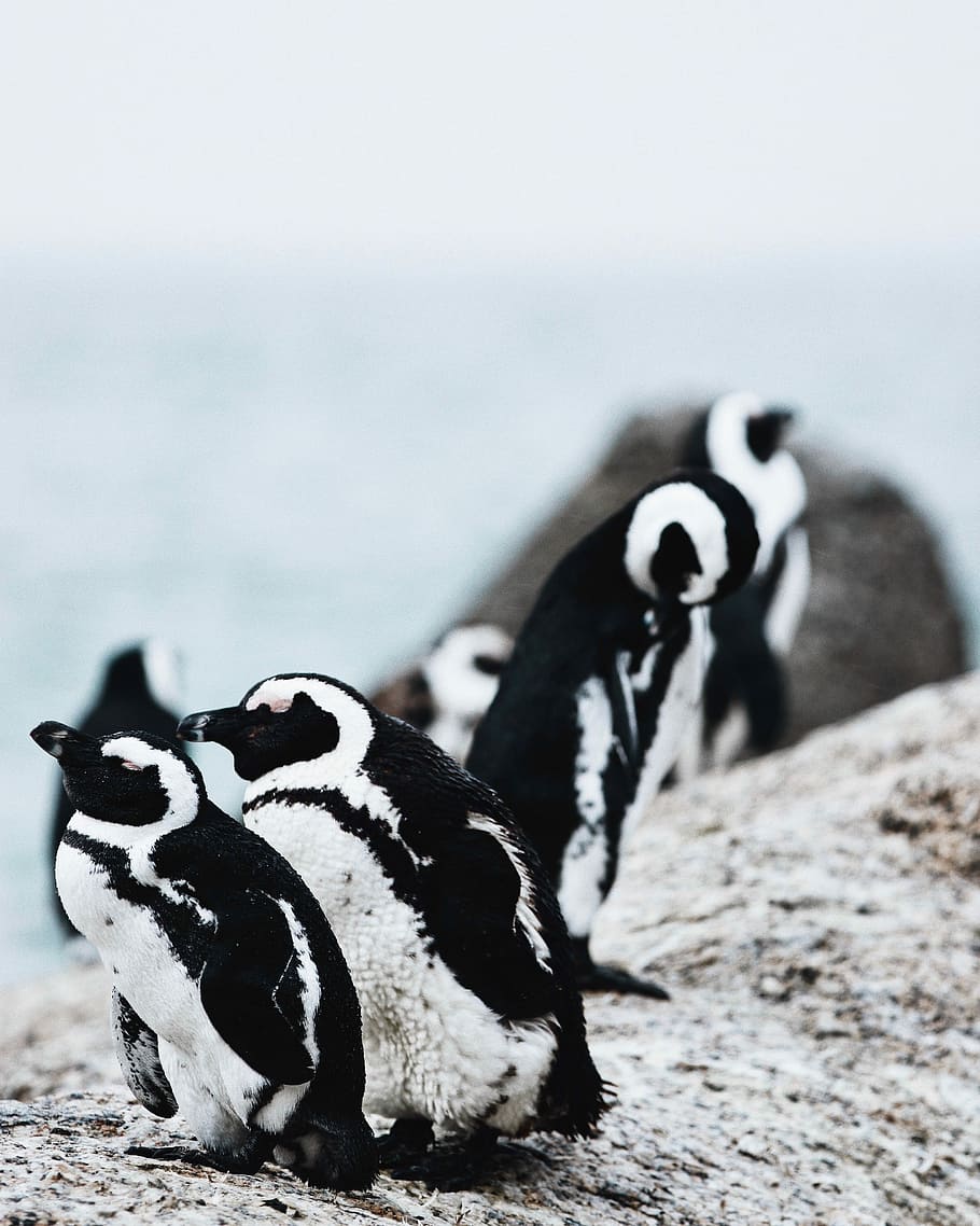closeup photography of group of penguins, closeup photography of two white-and-black penguins HD wallpaper