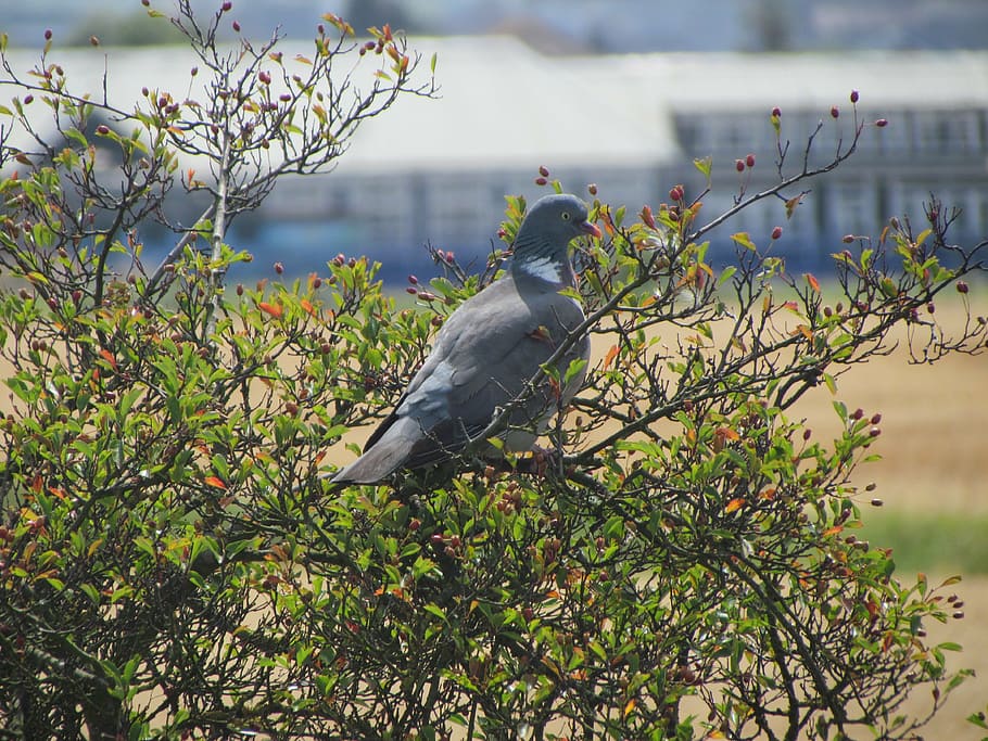 pidgeon, bird, perched, animal, wildlife, nature, grey, outdoor HD wallpaper