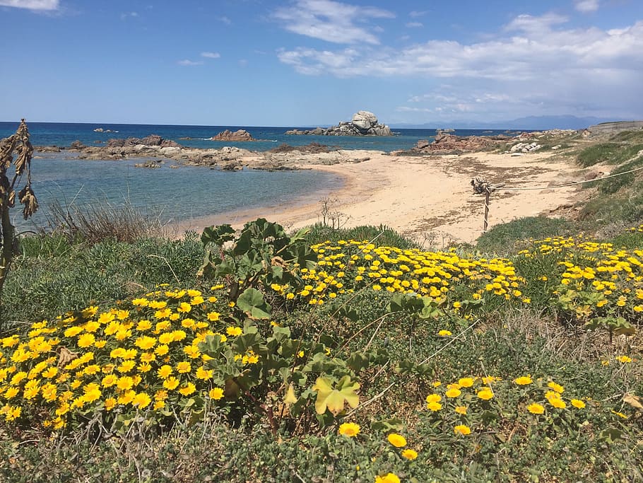 flowers, beach, sardinia, flowering plant, yellow, beauty in nature HD wallpaper