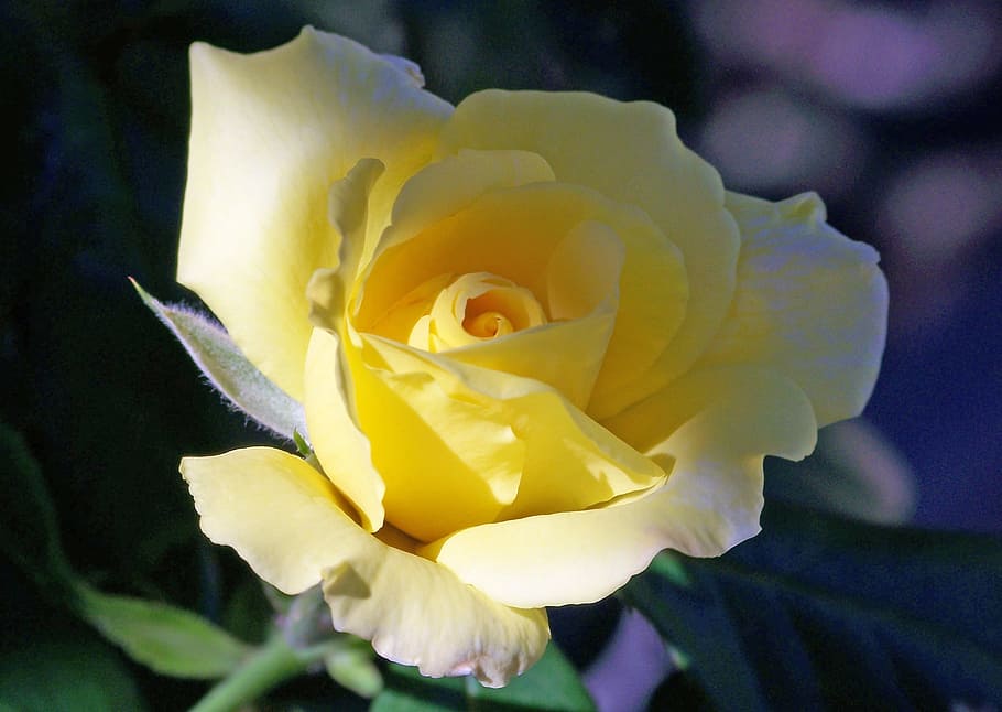 rose, bloom, summer, yellow, floral, nature, romantic, love HD wallpaper