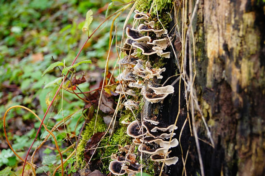 sponge, tree, nature, autumn, forest, plant, growth, mushroom HD wallpaper