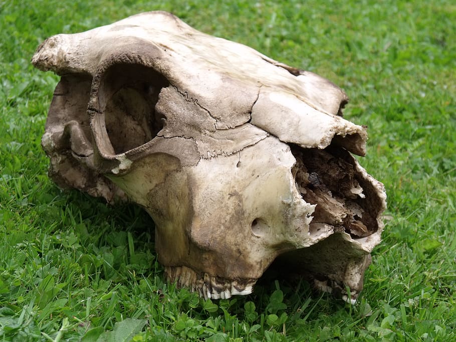 skull, cow, bone, head, skeleton, grass, plant, animal themes HD wallpaper