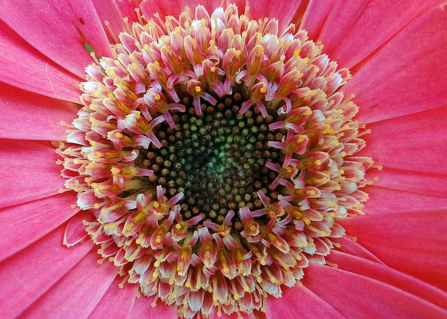 Gerbera, Asteracea, Flower, Close-Up, macro, india, petal, fragility HD wallpaper