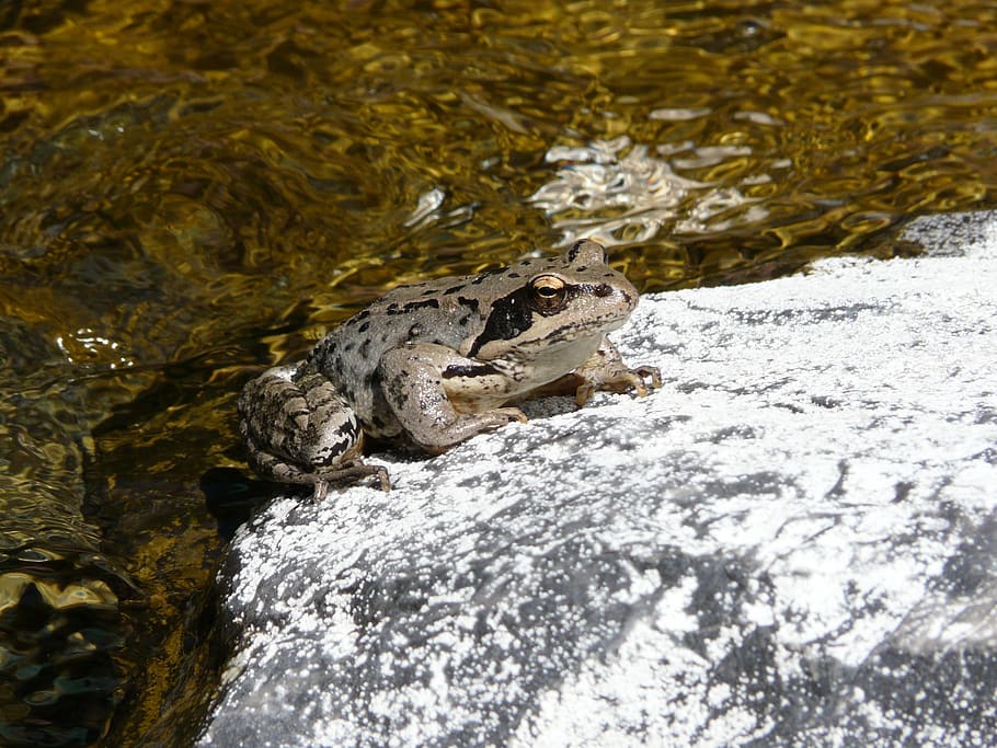 frog, amphibian, gerardo, river, animal themes, animal wildlife HD wallpaper
