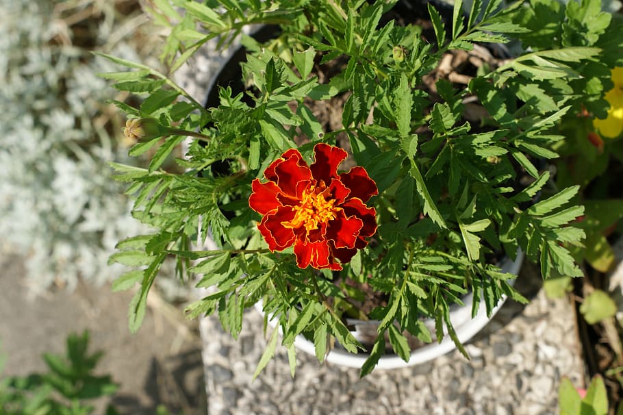 flower, marigold, skunk, red, garden, ornament, summer, nature HD wallpaper
