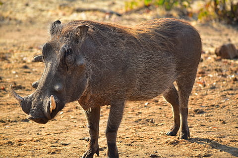 HD wallpaper: wild boar on close up photography, warthog, africa, animal,  zimbabwe | Wallpaper Flare