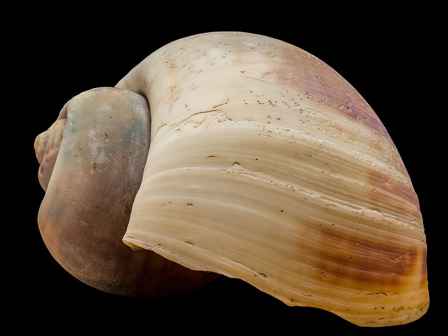 white and brown seashells, snail shell, nature, animal Shell HD wallpaper