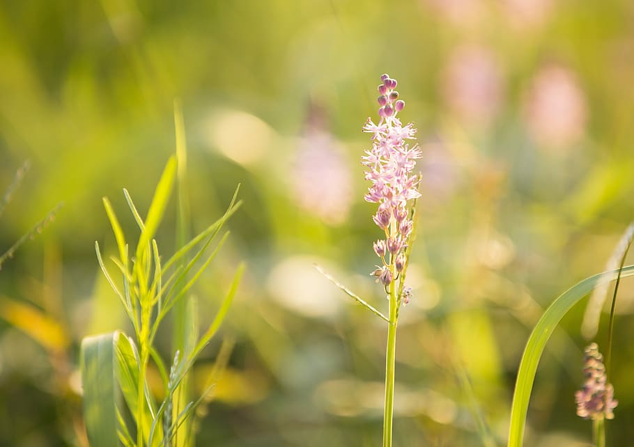 Flower, Grass, Romantic, plant, nature, growth, focus on foreground HD wallpaper